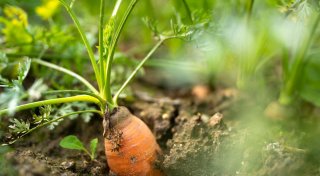 Anzahl der Biohöfe geht zurück - Fläche wächst