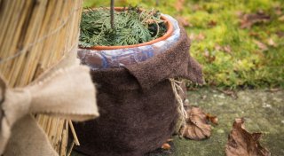 Erster Frost: So geht schnelle Hilfe für Pflanzen