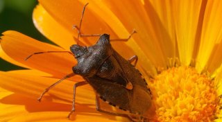 Ungebetene Herbstgäste: Wenn Wanzen in die Wohnung kommen