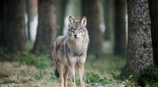 Land fördert Herdenschutz vor Wölfen jetzt in ganz NRW