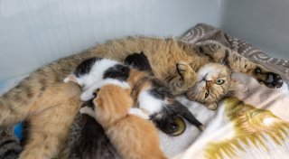Dramatischer Anstieg: Tierheim Paderborn kämpft mit Abgabewelle und Kittenflut