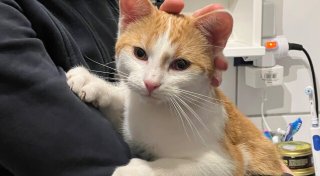 Katzen in Pool geworfen: Wer tötet in Warburg Haustiere der Nachbarn?
