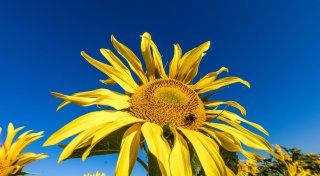 Sommerwetter kehrt zurück - Sonne und rund 30 Grad
