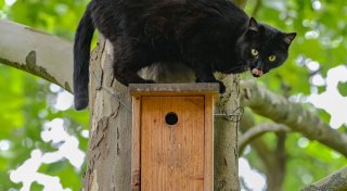 Vogelgrippe: Was Haustierbesitzer jetzt beachten sollten