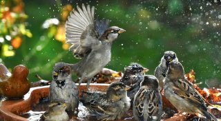 Trinkstelle für Vögel und Insekten anlegen - so geht es