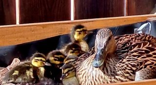 Ente brütet auf Bielefelder Balkon - plötzlich sind Martha und ihren Küken verschwunden