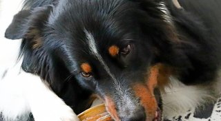 „Das bringt Hunde um“: Produkt-Rückruf - Bielefelder Tierklinik schlägt Alarm