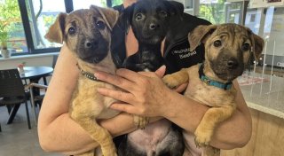 Bielefelder Familienhund verschollen, Wildtier jahrelang in Wohnung eingesperrt