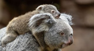 Stuttgarter Zoo verrät Geschlecht des Koala-Nachwuchses
