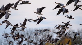 Sechs-Punkte-Plan soll Geflügelpest in NRW eindämmen