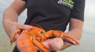 Seltener oranger Hummer aus Supermarkt in New York gerettet