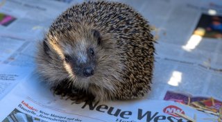 Happy End aus Herford: Geretteter Igel Joy hat Nachwuchs bekommen