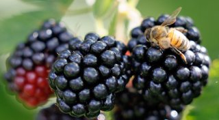 Brombeerzeit im Osten