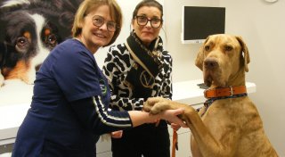 „Plötzlich geht es ganz schnell“: Wie ein Hund im Kreis Gütersloh zum Lebensretter wird