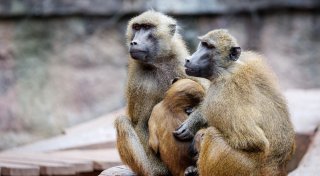 Tiergarten: Müssen Tötung von Pavianen jetzt vorbereiten