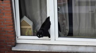 Im Fenster eingeklemmt: Feuerwehr Höxter rettet Kater aus tödlicher Gefahr