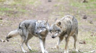 «Schutzjagd» auf Wolf: Experte rät zu schnellen Abschüssen