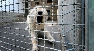 Zustände im Gütersloher Tierheim: „Menschen müssen sehen, was sich dort abspielt“