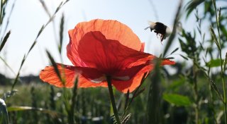 Sommeranfang: Deutschland schwitzt bei bis zu 37 Grad
