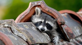 Behörden gefordert: Waschbären bringen Parasiten und Chaos nach Herford