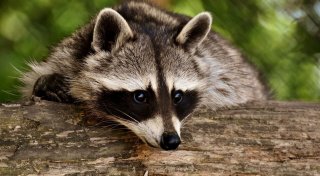 Waschbär wütet in Bad Oeynhausener Naturschutzgebiet