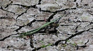 Monate fast ohne Regen - Droht ein schlimmer Dürresommer?