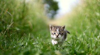 Futter auf Straße verstreut: 20 Katzen nachts im Kreis Höxter ausgesetzt