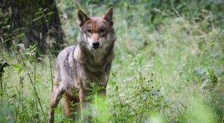 Wölfe im Kreis Gütersloh unterwegs? Diskussion im Netz über vermeintliche Sichtungen