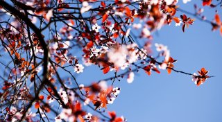 Kalendarischer Frühlingsanfang wird überwiegend sonnig