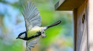 «Stunde der Gartenvögel» - Bevölkerung soll Vögel zählen