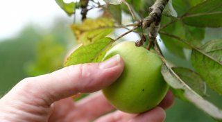 Überhängende Früchte am Zaun: Welche Regeln gelten?