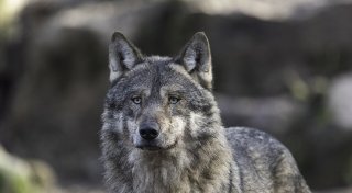 Wochenrückblick: Tödlicher Hausbrand, Ehepaar in Angst und eine Wolfssichtung