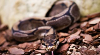 Pythons in der Unterwäsche: Schmuggler in Bangkok gefasst