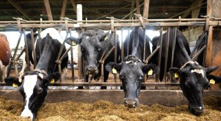 EU-Einigung: Weniger Bürokratie und Kontrollen für Landwirte