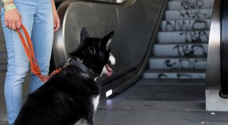 Aufzug und Rolltreppe: Kann der Hund mit?