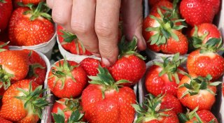 Die Erdbeere ist Deutschlands Lieblingsfrucht