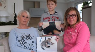 Mysteriös: Drei Kater aus Bad Oeynhausener Neubaugebiet fast gleichzeitig verschwunden