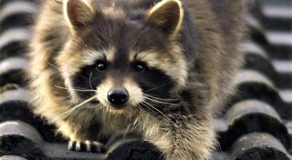 Jagd oder Freiheit: Waschbären-Debatte löst in Bielefeld hitzigen Streit aus