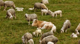 Kuh flieht vor Schlachter - und findet bei Schafen ihr Glück