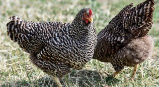 Qual der Wahl: Welches Huhn darf's sein?