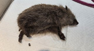 Igel in Minden angeschossen: Herforder Igelhilfe kümmert sich um schwer verletztes Tier