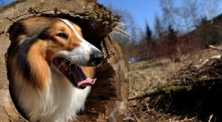 Zoff um Hundewiese in Herford: Diese Lösung steht im Gespräch