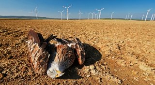 Bürgerinitiative in Warburg: Windkraftausbau soll Natur und Anwohner respektieren