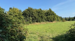 Gibt es bald eine Hundewiese in Höxter? Verwaltung schlägt Testphase vor