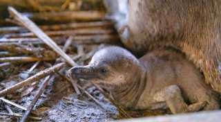 Mehrere Pinguinküken in Stralsund auf die Welt gekommen