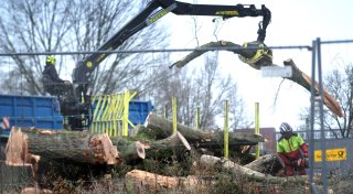 Unternehmen Hagedorn lässt mächtigen Baum in Gütersloh fällen - Anwohner sind bestürzt