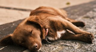 Dieb klaut angebundenen Hund vor einem Bielefelder Krankenhaus
