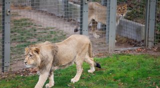Zoo-Mitarbeiter in Safaripark in Bangkok von Löwen getötet