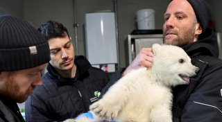 Es ist ein Junge - Eisbärenbaby ist gesund und stark