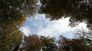 Studie: Deutschland könnte wilder werden